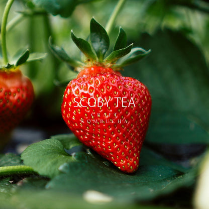 ★クリスマス期間限定★Strawberry Disco &amp; Fantastic Berry 2本セット - 750ml